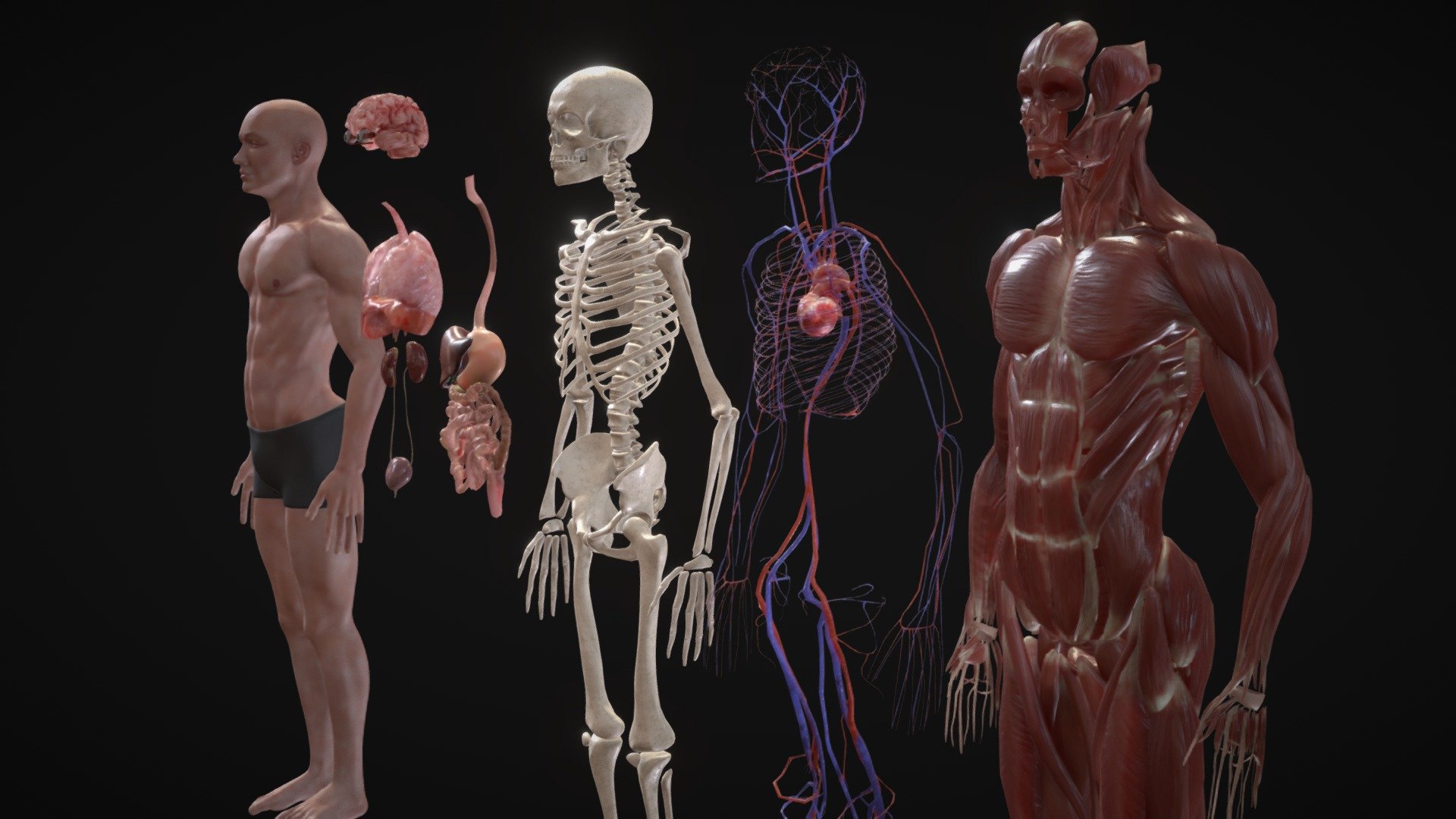 Anatomiya (Zygote Body)